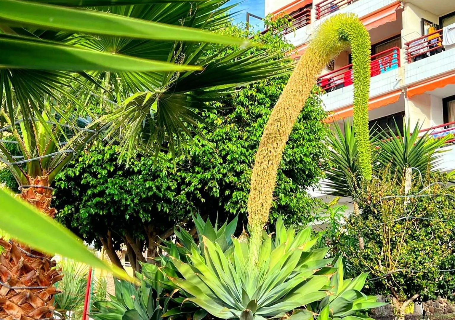 Paulmarie Apartment In Olympia Playa de las Americas  0*, Playa de las Americas (Tenerife) Spain